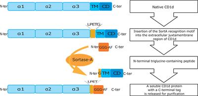 Sortase A-Cleavable CD1d Identifies Sphingomyelins as Major Class of CD1d-Associated Lipids